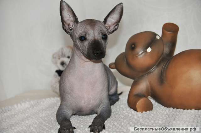 голая маленькая доченька" Девочка Ксоло мини Ксолоитцкуинтли мини/Мексиканская голая | Китайская  хохлатая в Москве – БесплатныеОбъявления.рф